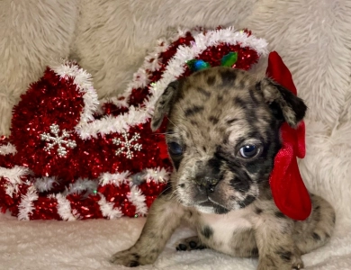 Skye  French Bulldog