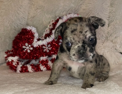 Skye  French Bulldog