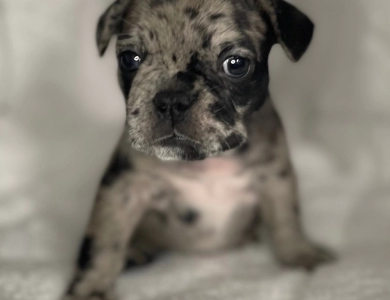 Skye  French Bulldog