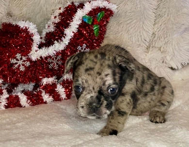 Skye  French Bulldog