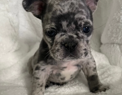 Grey  French Bulldog
