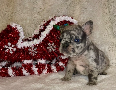Grey  French Bulldog