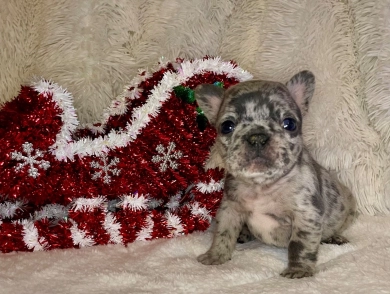 Grey  French Bulldog