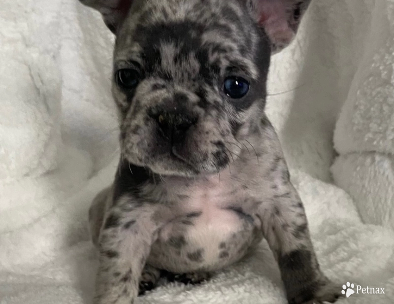 Grey  French Bulldog