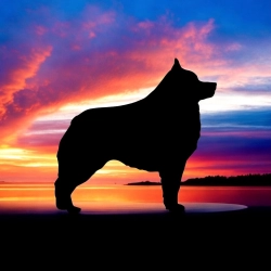 Dog Breeder: Beth Lilly (1448)