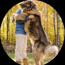 Dog Breeder: Brotherbear Acres (1471)