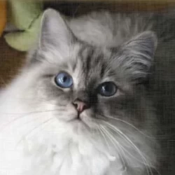 Cat Breeder: Claudia Frank (635)