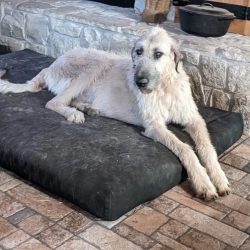 Dog Breeder: Deborah Thompson (218)