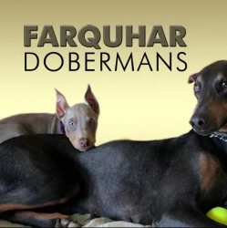 Dog Breeder: Doug Farquhar (1227)