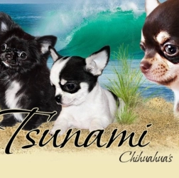 Dog Breeder: Elena Sicurello (388)