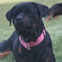 Dog Breeder: Heather Haddeland (932)