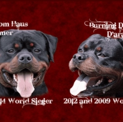 Dog Breeder: James McKee (1473)