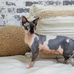 Cat Breeder: Jennifer Bankston (363)