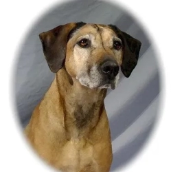 Dog Breeder: Karen Watson (1457)