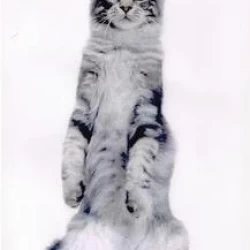 Cat Breeder: kat  greenman (681)