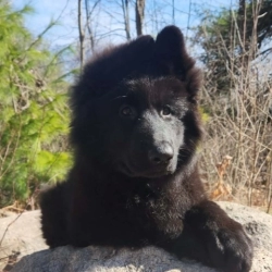 Dog Breeder: Kayla Fisher (1444)