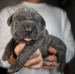 Dog Breeder: Lunalinks Cane Corsos AKC/ICCF (287)