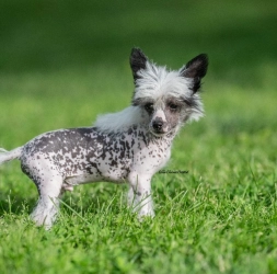 Dog Breeder: Marie Davis (592)