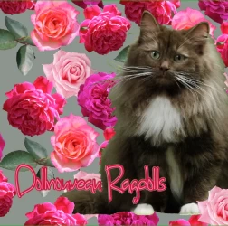 Cat Breeder: Maxine Stiles (353)