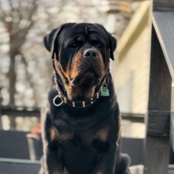 Dog Breeder: Michael and Cheri Mitchell (1402)