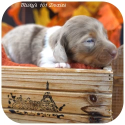 Dog Breeder: Misty's Miniature Dachshunds (1031)
