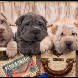 Dog Breeder: SHEILA MARQUART (1438)