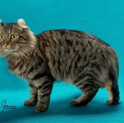 Cat Breeder: Shelly Foust (702)