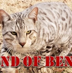 Cat Breeder: Sybid Jones (352)