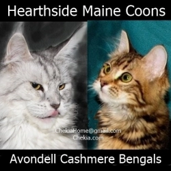 Cat Breeder: Terry Thistlethwaite (1285)