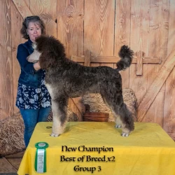 Dog Breeder: Wendy Coffey (475)
